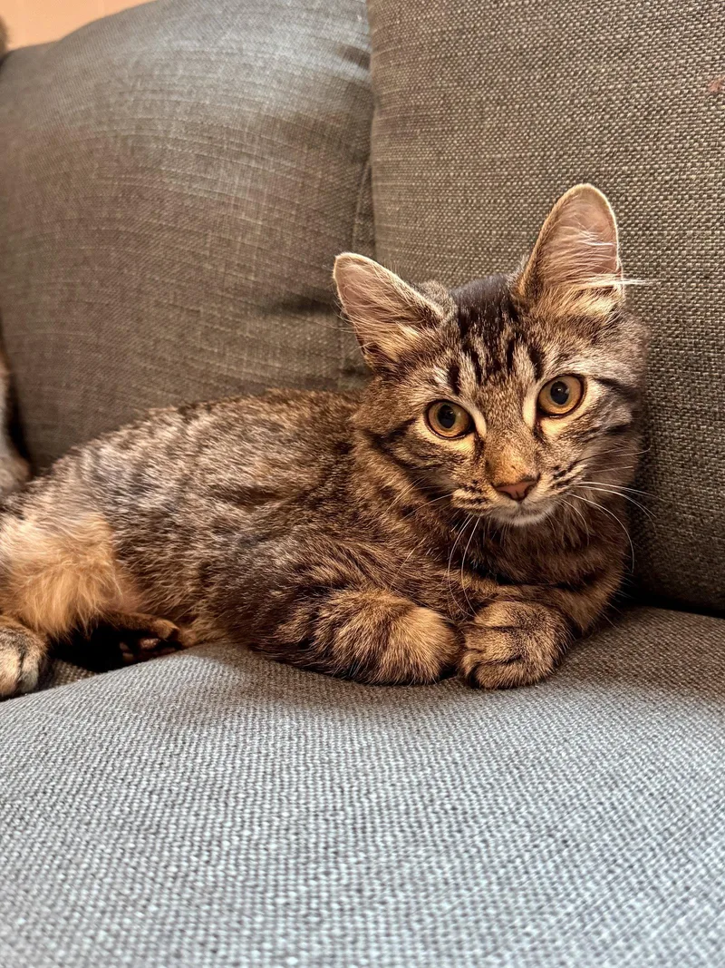 A young medium-sized female Tabby cat named Nori for adoption in Virginia Beach, VA