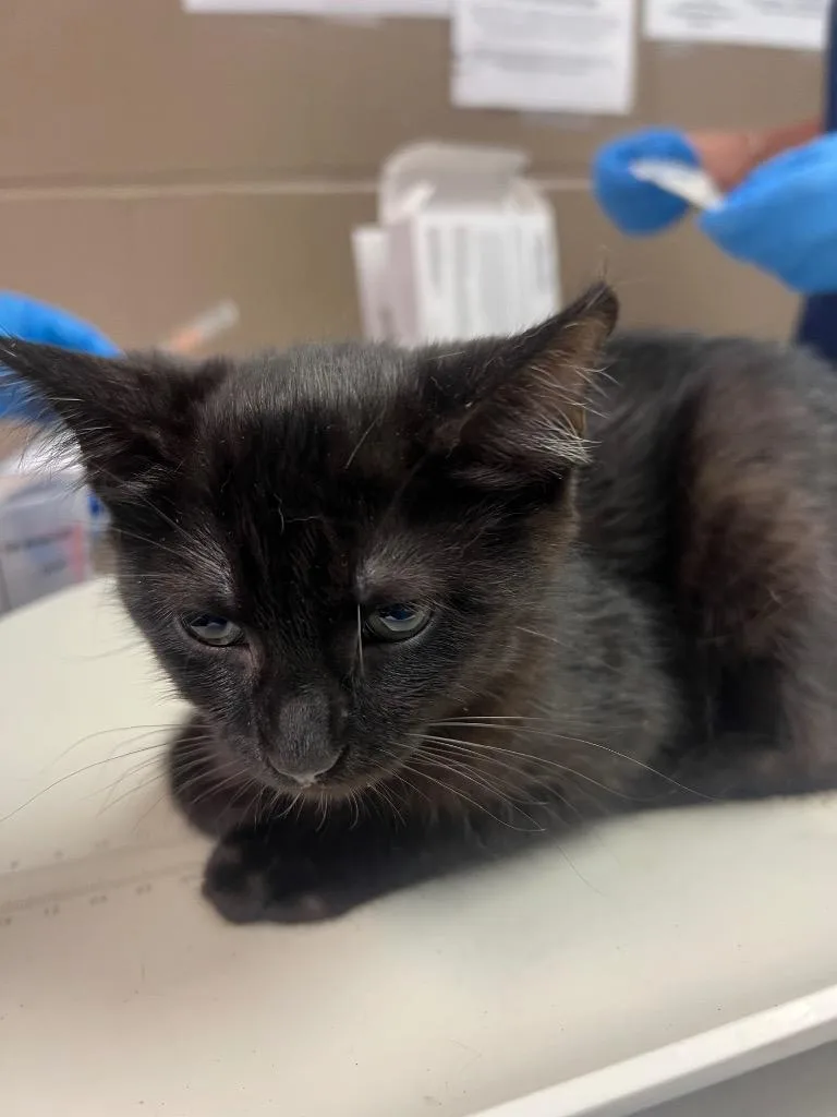 A baby small-sized female Domestic Short Hair cat named Midnight for adoption in New Manchester, WV