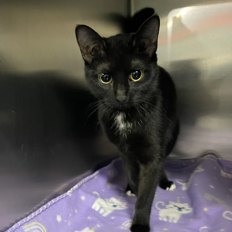 A young medium-sized female Black Bombay cat named Jane @ Livonia Petsmart for adoption in Wyandotte, MI