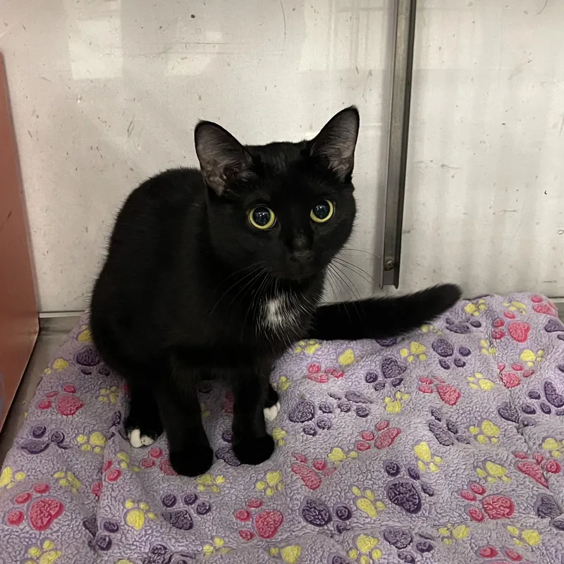 Jane @ Livonia Petsmart thumbnail 2