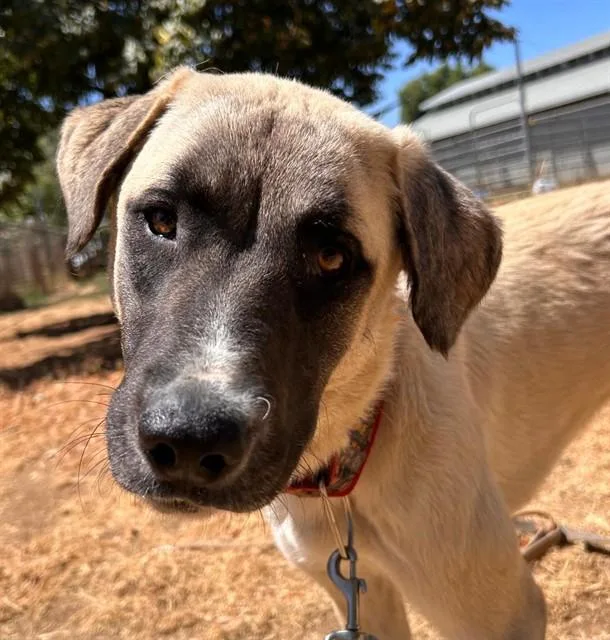 A young medium-sized female Anatolian Shepherd dog named Rose for adoption in Sacramento, CA