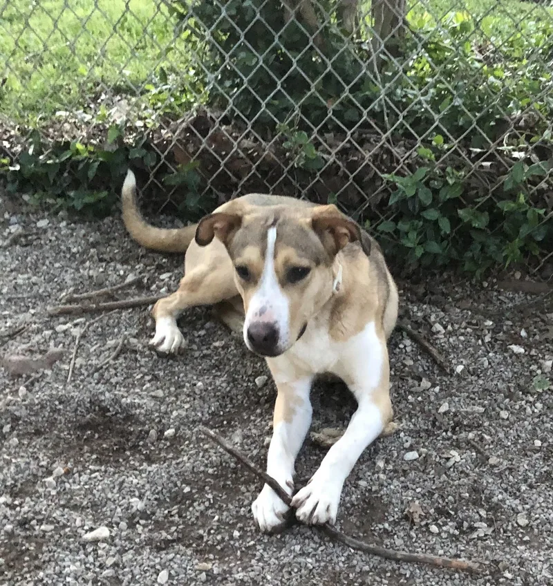 An adult medium-sized male Tricolor (Brown, Black, & White) German Shepherd Dog dog named Stanley for adoption in Troy, MO