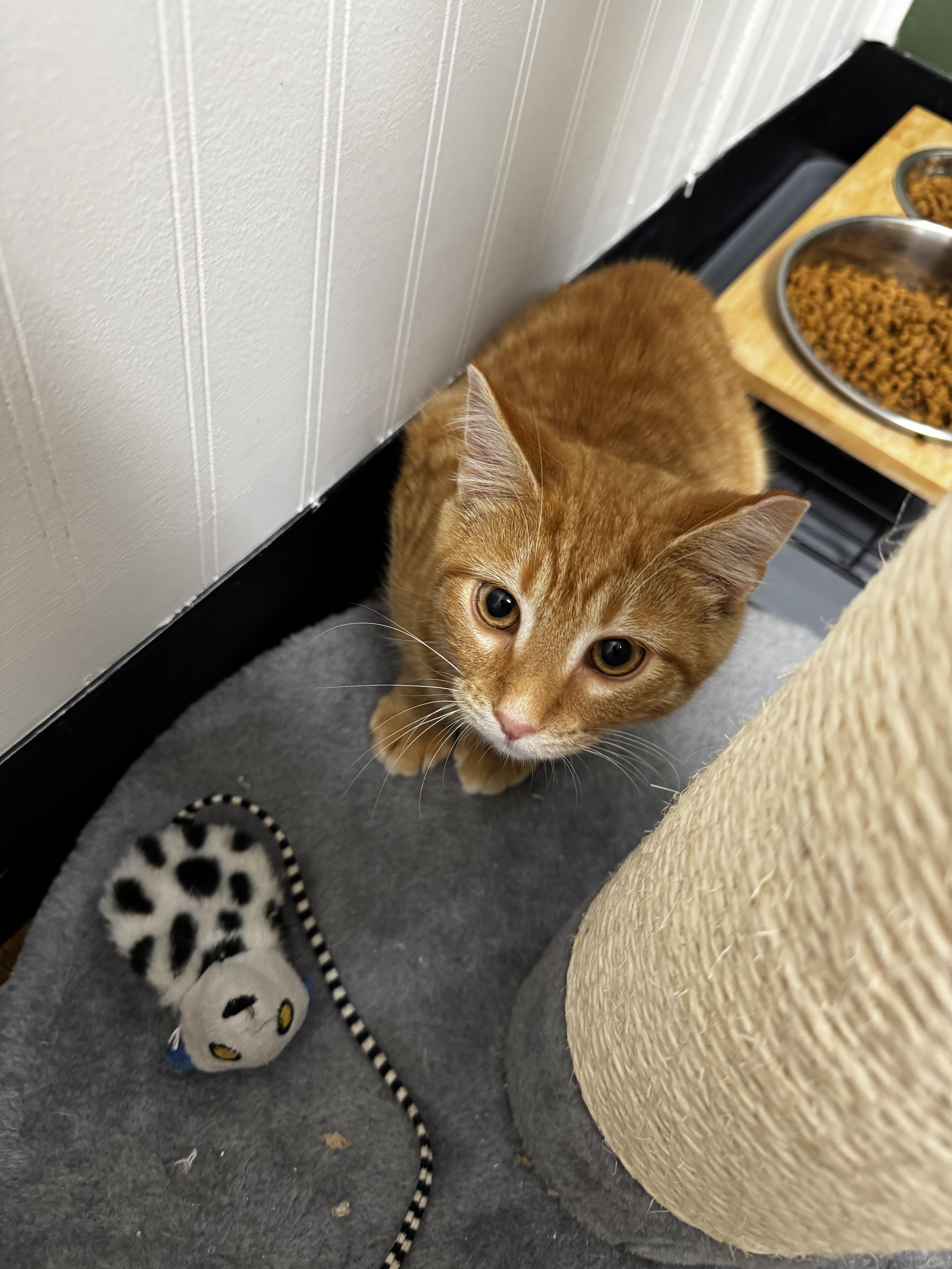 A baby small-sized female Domestic Short Hair cat named Yogurt for adoption in Bethel Park, PA