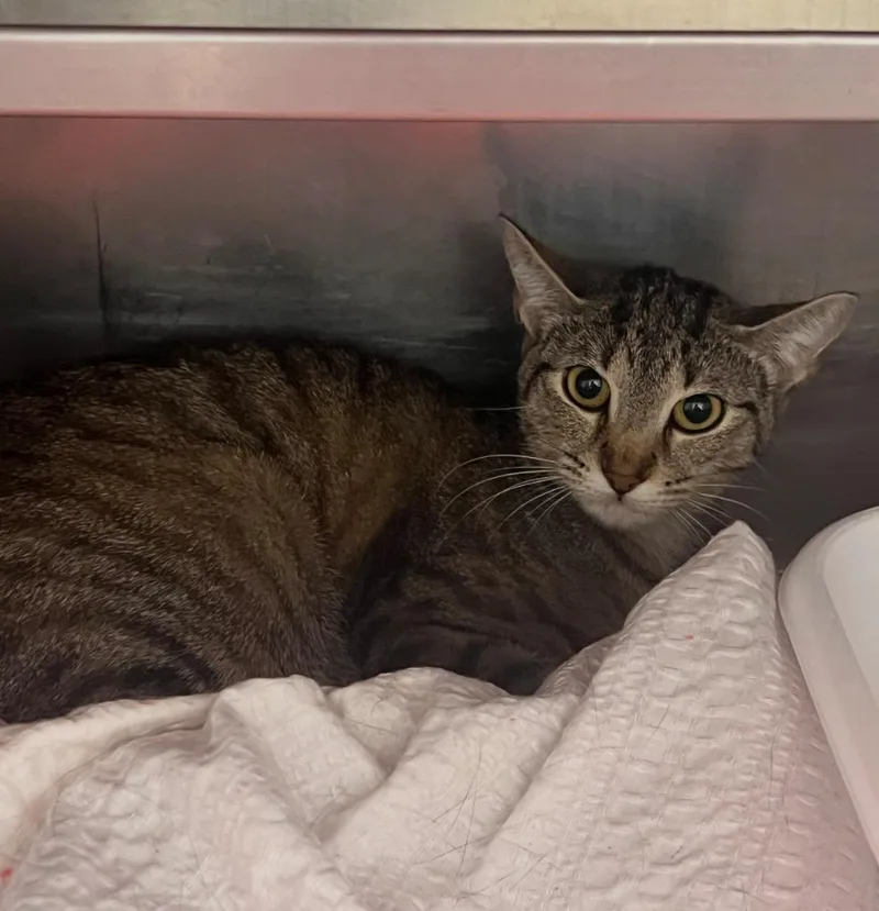 A young medium-sized female Domestic Short Hair cat named Littles for adoption in Pomona, NY