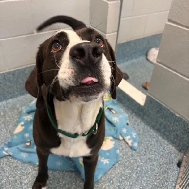 An adult medium-sized female Brown / Chocolate Border Collie dog named Bun for adoption in Greensboro, NC
