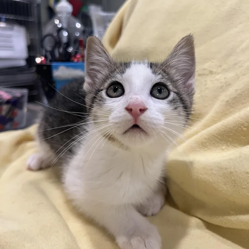A baby medium-sized female Domestic Short Hair cat named Buster Nielsen for adoption in Lincoln, CA