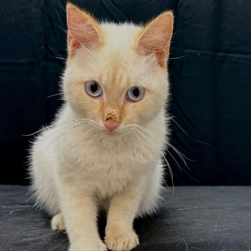 A young medium-sized male White Domestic Short Hair cat named Fiyero for adoption in Austin, TX