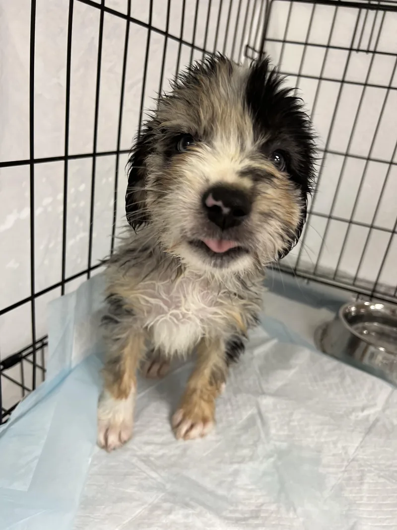 A baby large-sized male White / Cream Australian Shepherd dog named Max for adoption in Fort Collins, CO