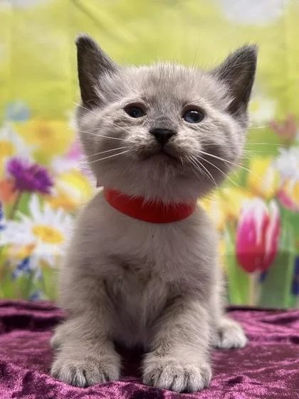 A baby small-sized female Siamese cat named Kendall for adoption in San Antonio, TX
