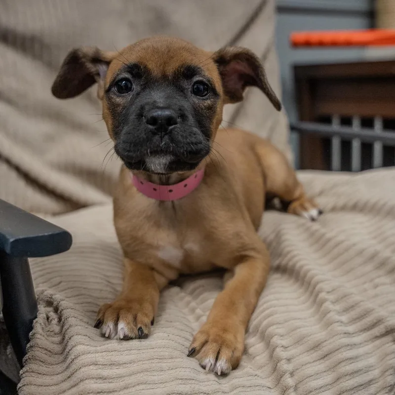 A baby medium-sized female Brown / Chocolate Pit Bull Terrier dog named Tiger for adoption in Pawling, NY