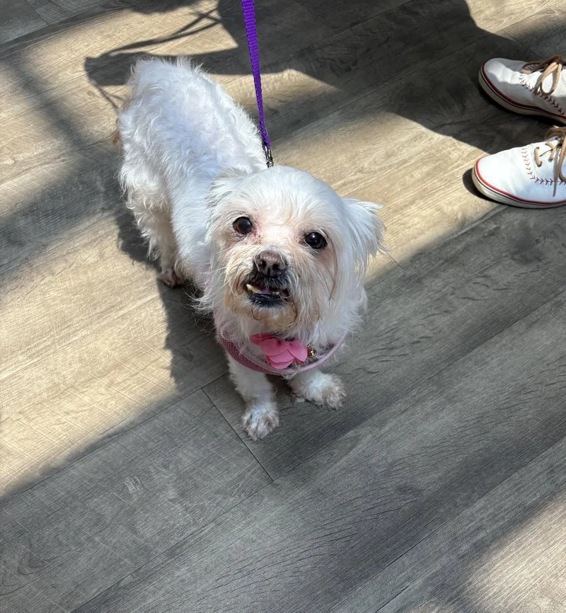 A senior small-sized female Maltese dog named Jazzi for adoption in Wheaton, IL