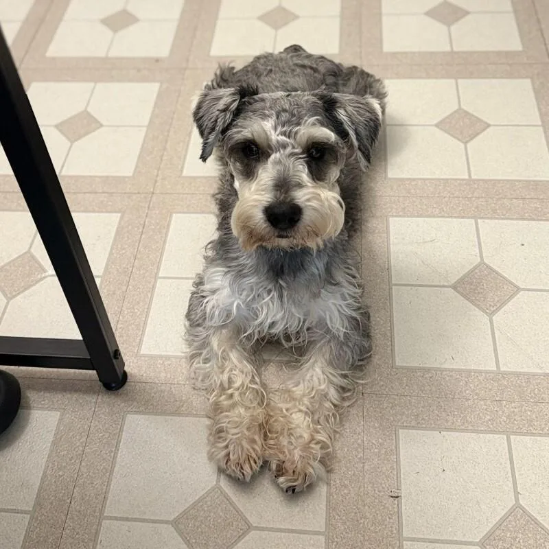 An adult small-sized male Gray / Blue / Silver Miniature Schnauzer dog named Orzo for adoption in Austin, TX