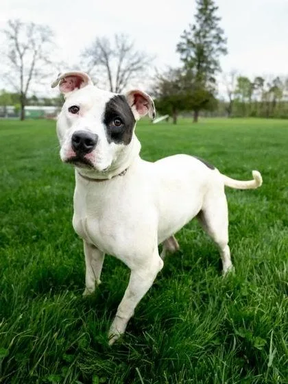 An adult large-sized female Mixed Breed dog named Jade for adoption in West Chester, PA