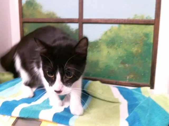 A young medium-sized female Domestic Short Hair cat named Mia for adoption in Houston, TX