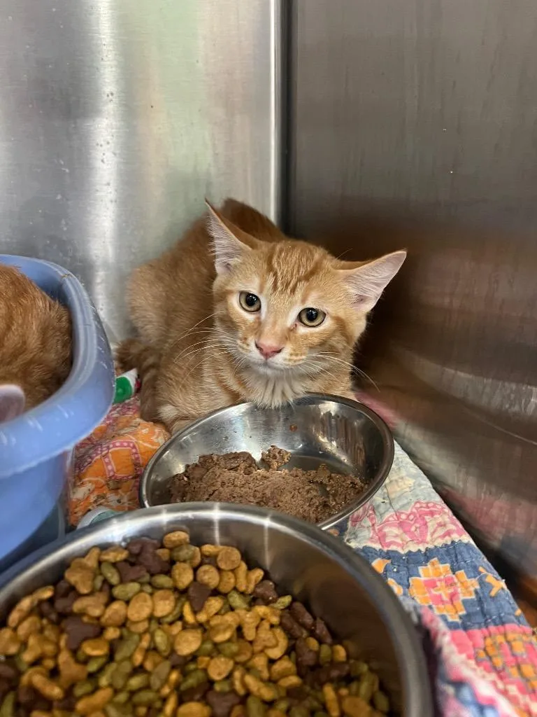 A baby small-sized male Domestic Short Hair cat named Pumpkin for adoption in Danielsville, GA