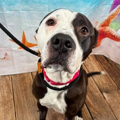 An adult large-sized male Terrier dog named ObiWan for adoption in Gastonia, NC