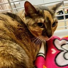 An adult large-sized female Dilute Calico cat named Esther for adoption in Green Valley, AZ