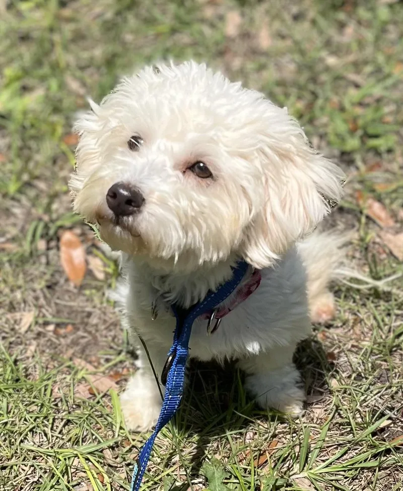 Doris