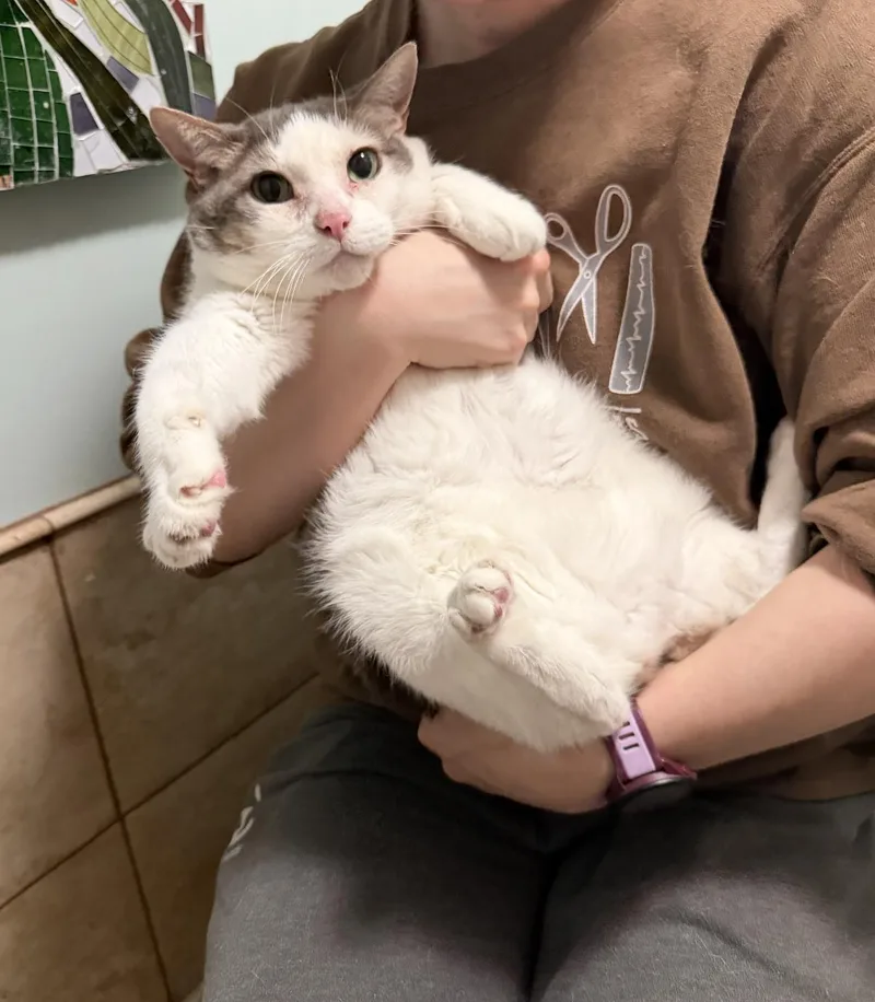 An adult medium-sized female Gray & White Domestic Short Hair cat named Mama for adoption in Wheaton, IL