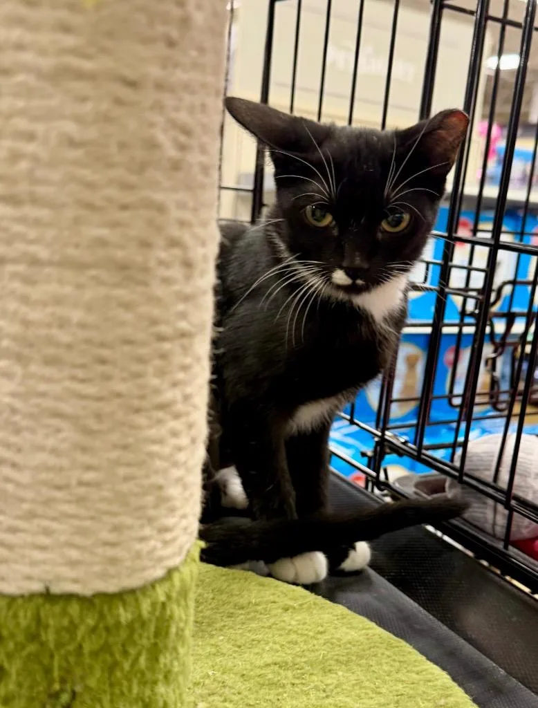 A baby small-sized female Domestic Short Hair cat named KIsmet for adoption in Augusta, GA