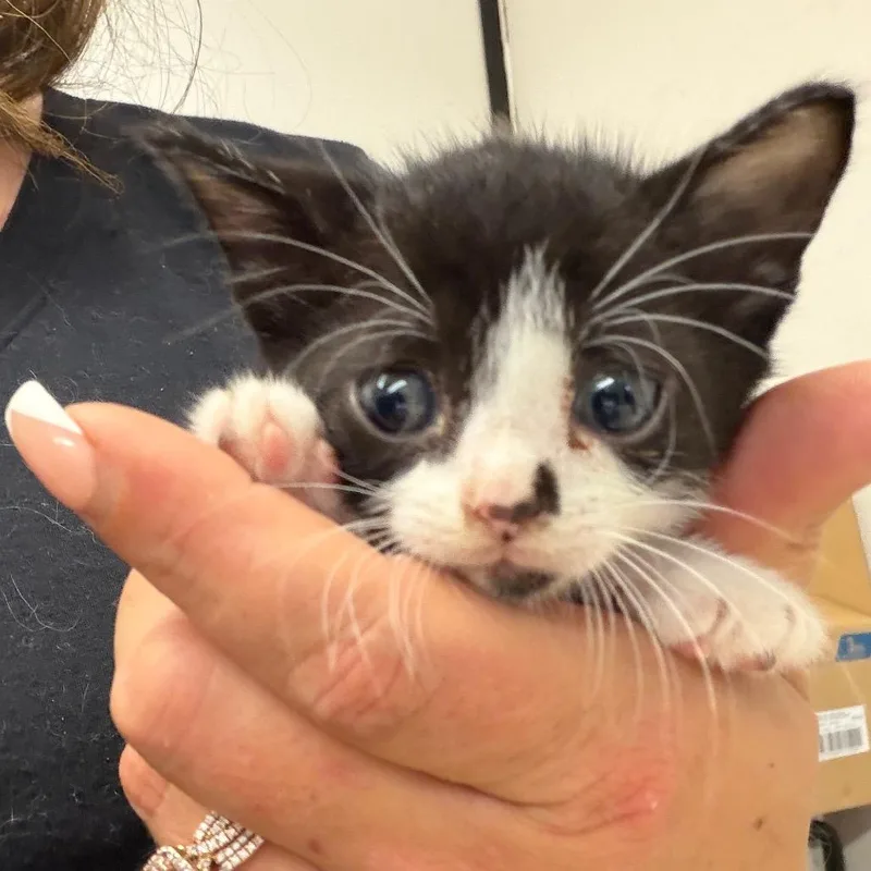 Ziggy thumbnail 2