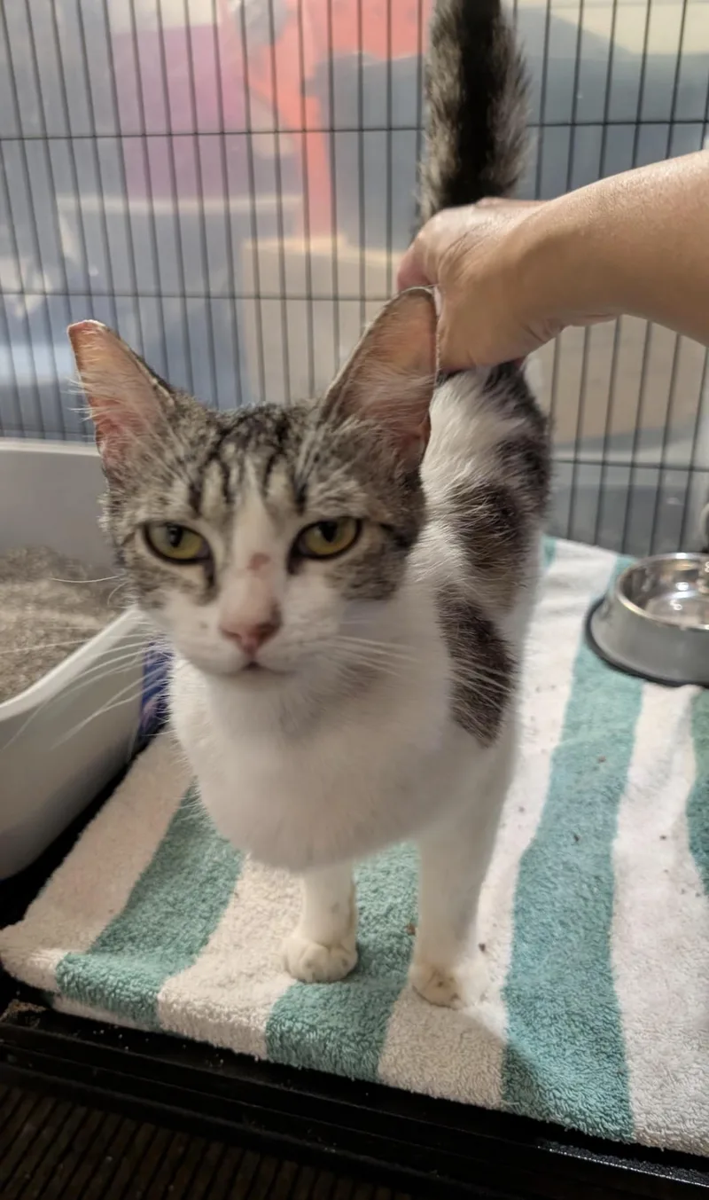 An adult small-sized female Gray & White Domestic Short Hair cat named Sadie Jade for adoption in San Jose, CA