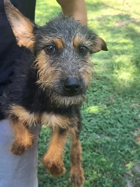 A baby small-sized male Shepherd dog named Bear for adoption in San Antonio, TX