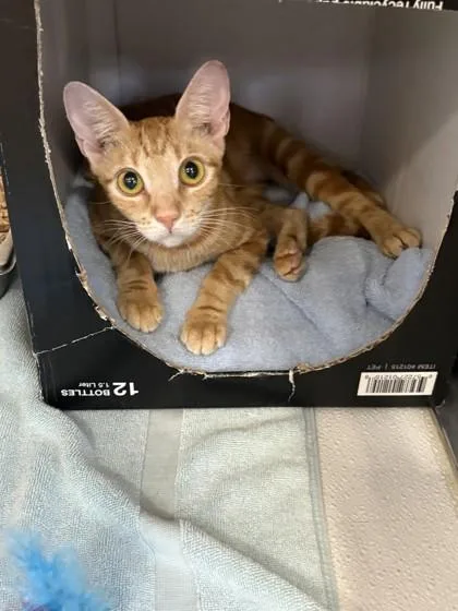 An adult medium-sized female Domestic Short Hair cat named Pookie for adoption in Honolulu, HI