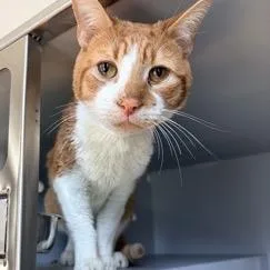 A senior medium-sized male Orange / Red Domestic Short Hair cat named Poptart for adoption in Oyster Bay, NY