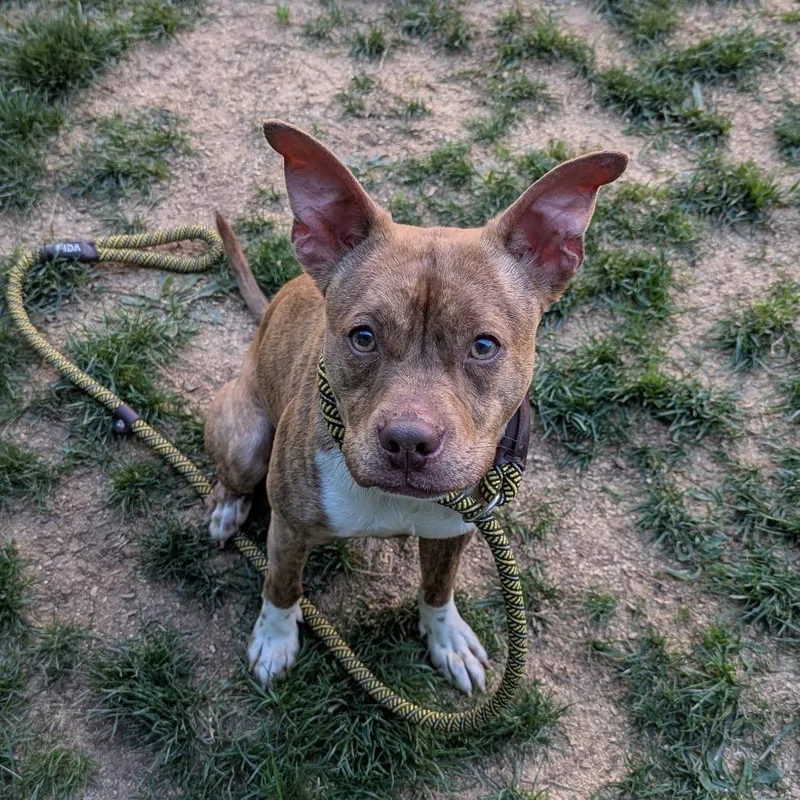 A young small-sized male Red / Chestnut / Orange Pit Bull Terrier dog named Dewey for adoption in Baltimore, MD