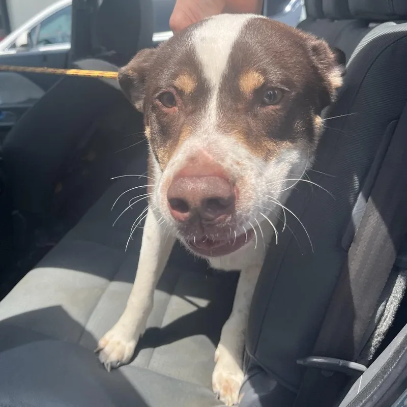 An adult large-sized male Brown / Chocolate Mixed Breed dog named Chocolate for adoption in Columbiana, AL