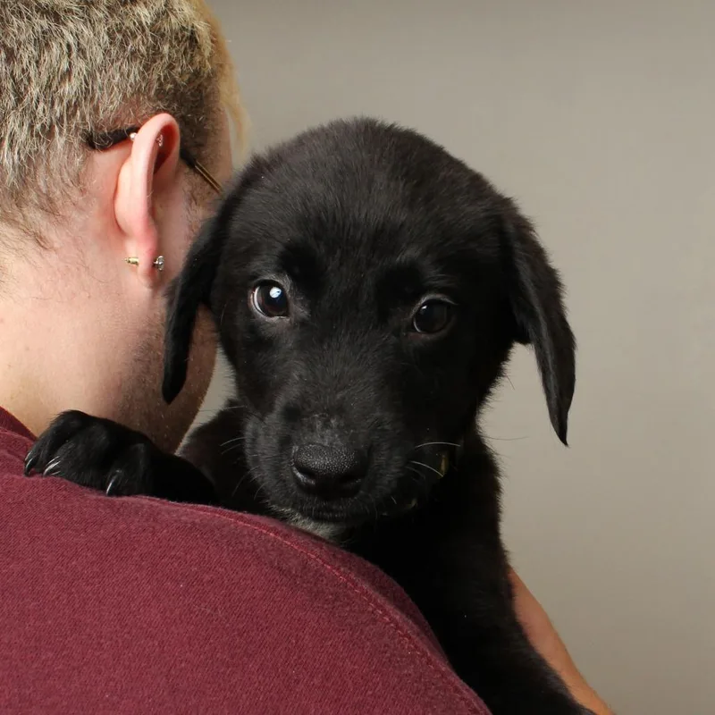 Dunkin D thumbnail 2