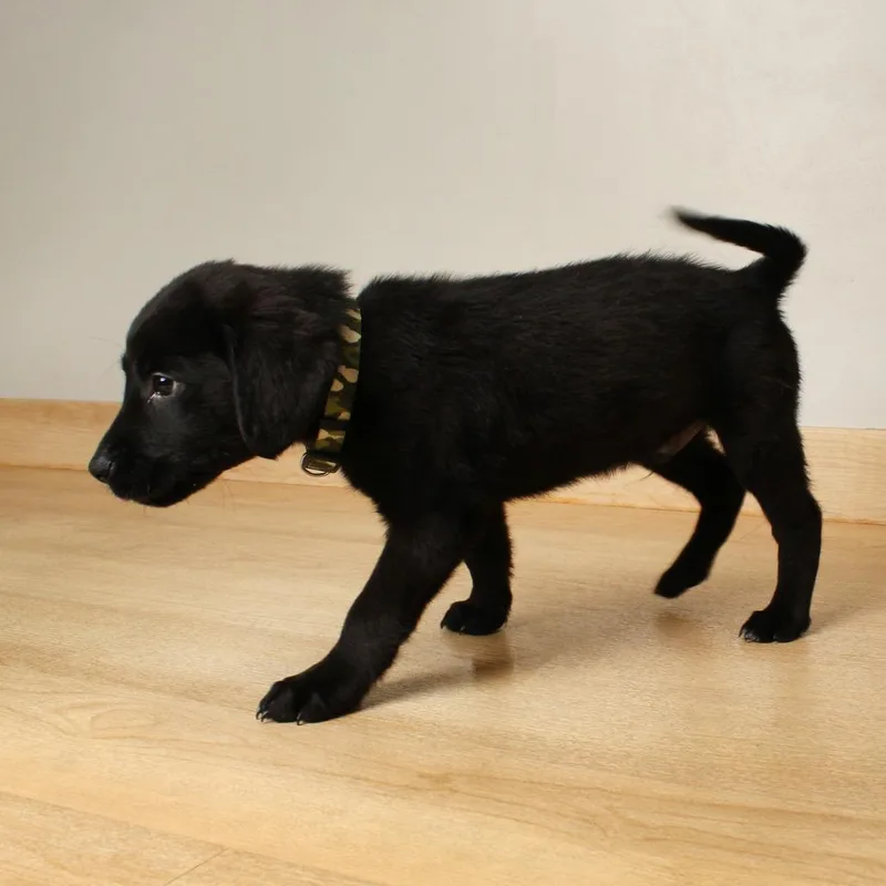 Dunkin D thumbnail 3