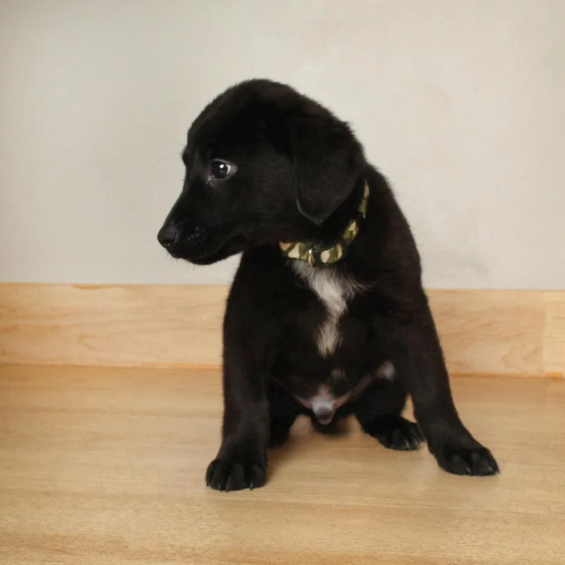 Dunkin D thumbnail 4