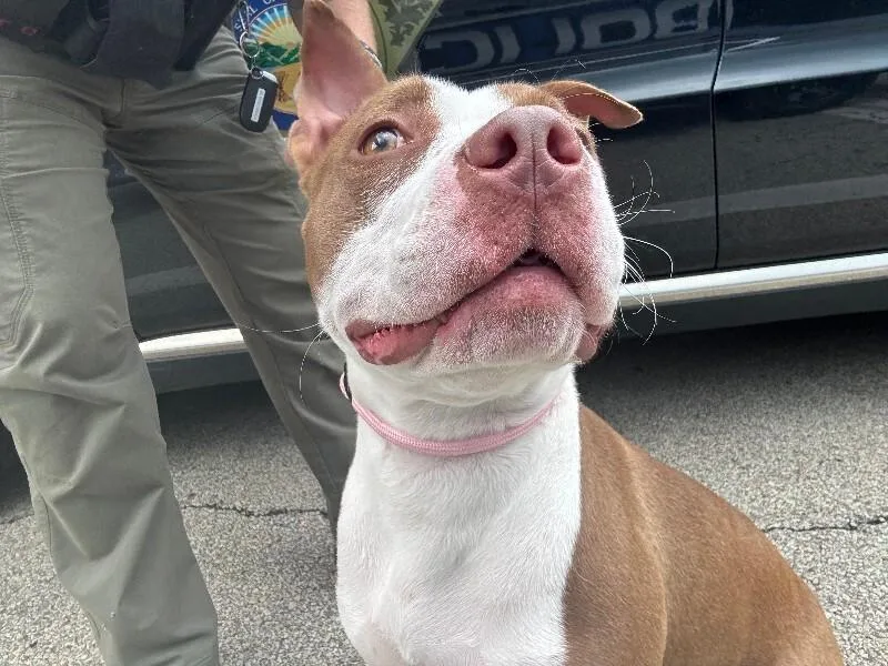 An adult large-sized female Brown / Chocolate Mixed Breed dog named Baby Princess for adoption in Cincinnati, OH