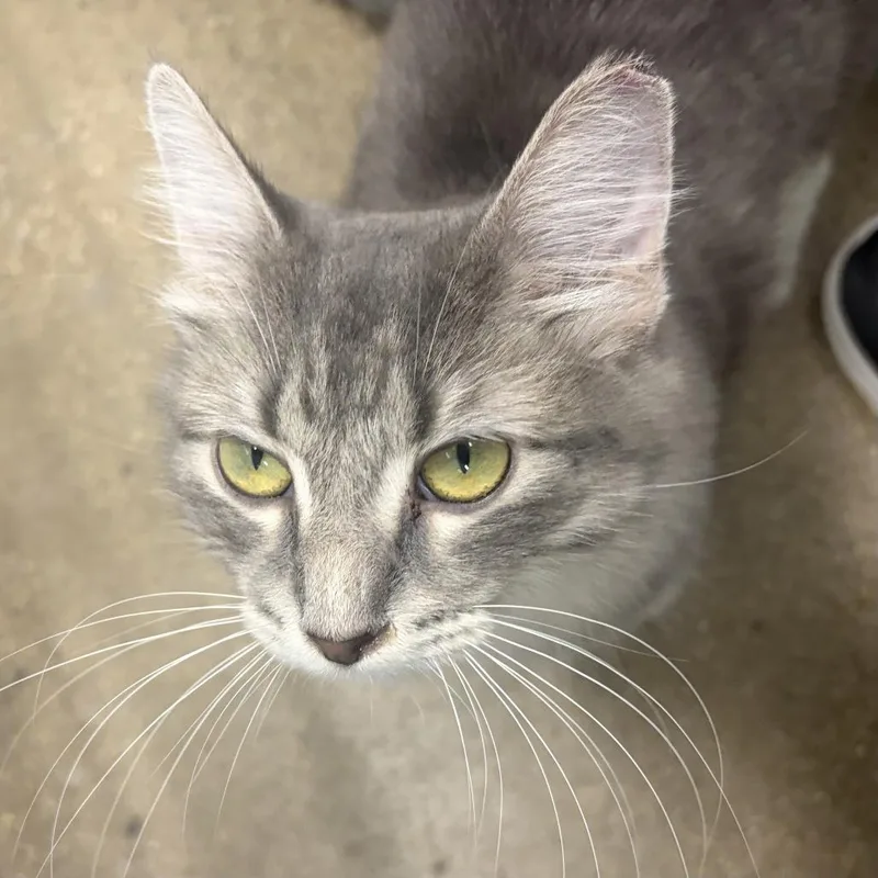 An adult medium-sized female Gray / Blue / Silver Domestic Medium Hair cat named Augusta for adoption in Skokie, IL