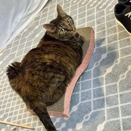 A senior small-sized female Brown / Chocolate Domestic Short Hair cat named Kait for adoption in Atlanta, GA
