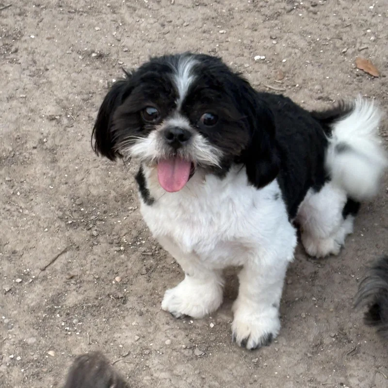 A young small-sized male Black Shih Tzu dog named Mookie for adoption in Mcallen, TX