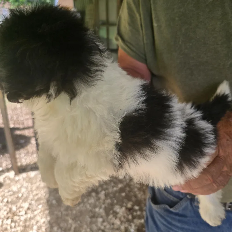 A baby small-sized male Black Bichon Frise dog named Rascal for adoption in Zaleski, OH