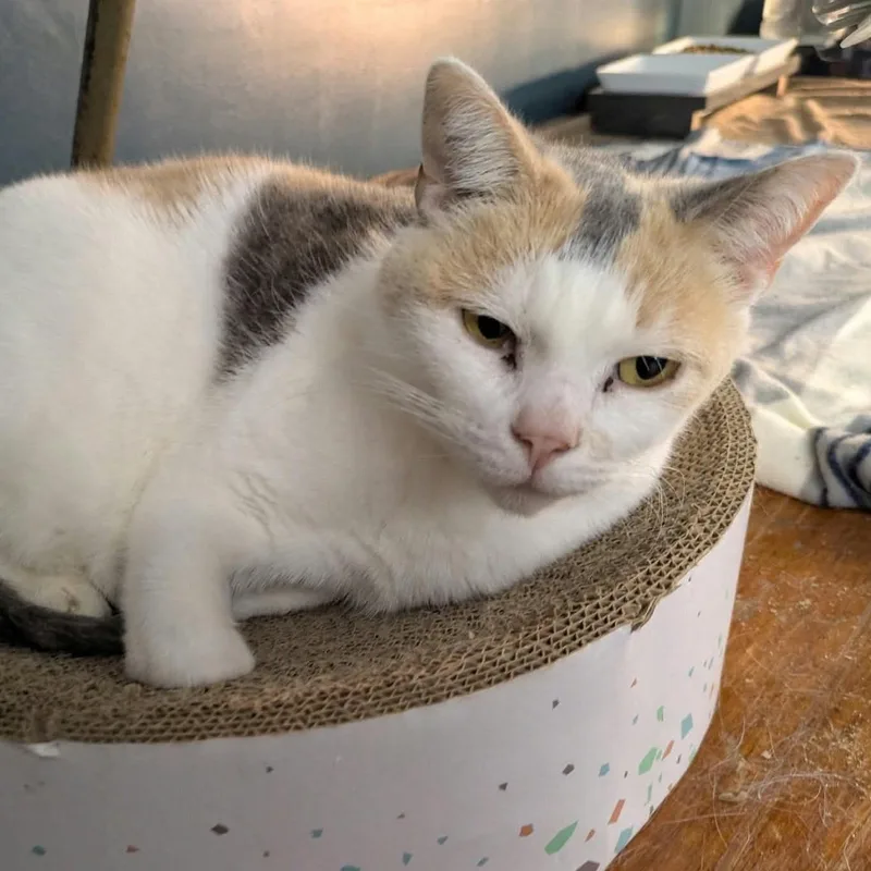An adult medium-sized female Calico cat named Rosie for adoption in Fort Payne, AL