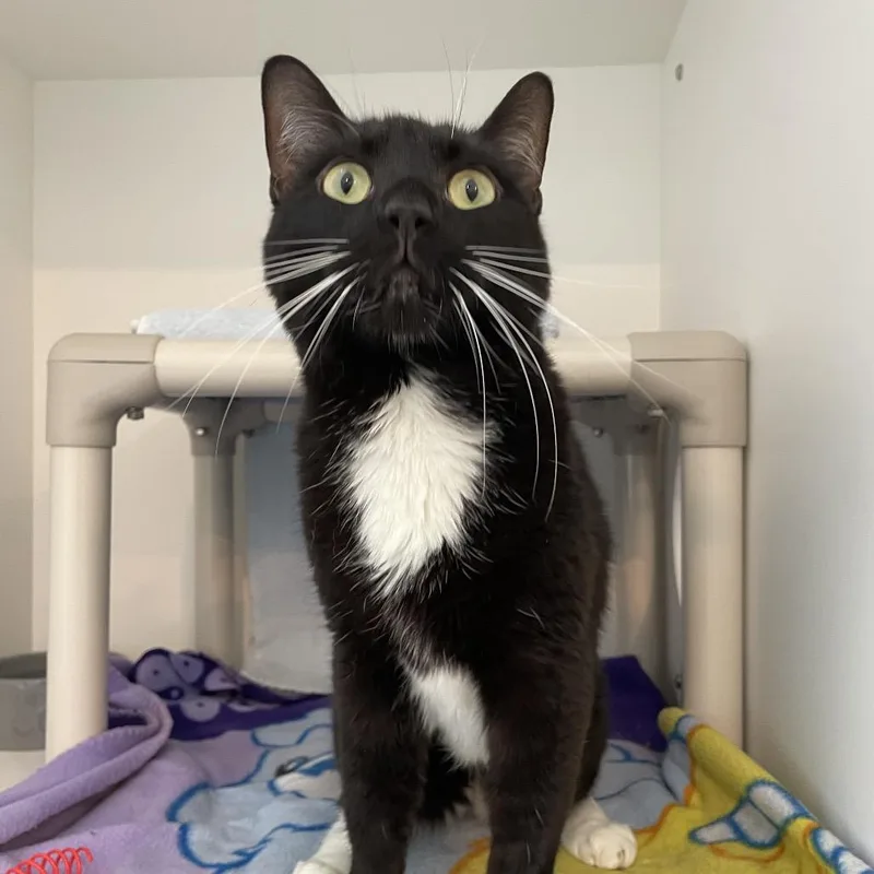 An adult large-sized male Black Domestic Short Hair cat named Bubbles for adoption in Warwick, RI