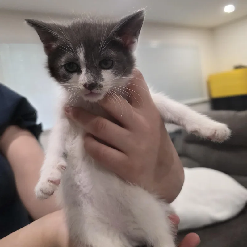 A baby medium-sized female Gray & White Domestic Short Hair cat named Minnow for adoption in Moriches, NY