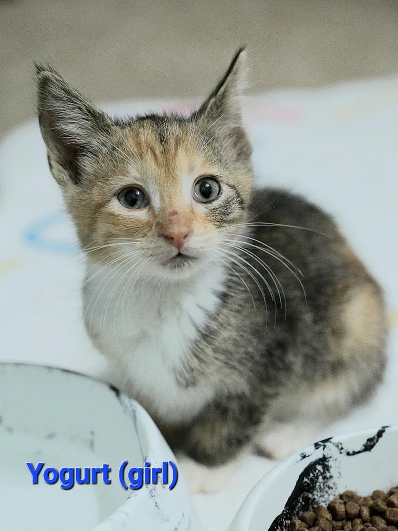 A baby medium-sized female Tabby (Brown / Chocolate) Tabby cat named Yogurt for adoption in Columbia, SC