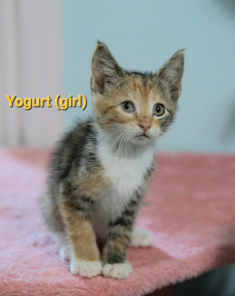 Yogurt thumbnail 2