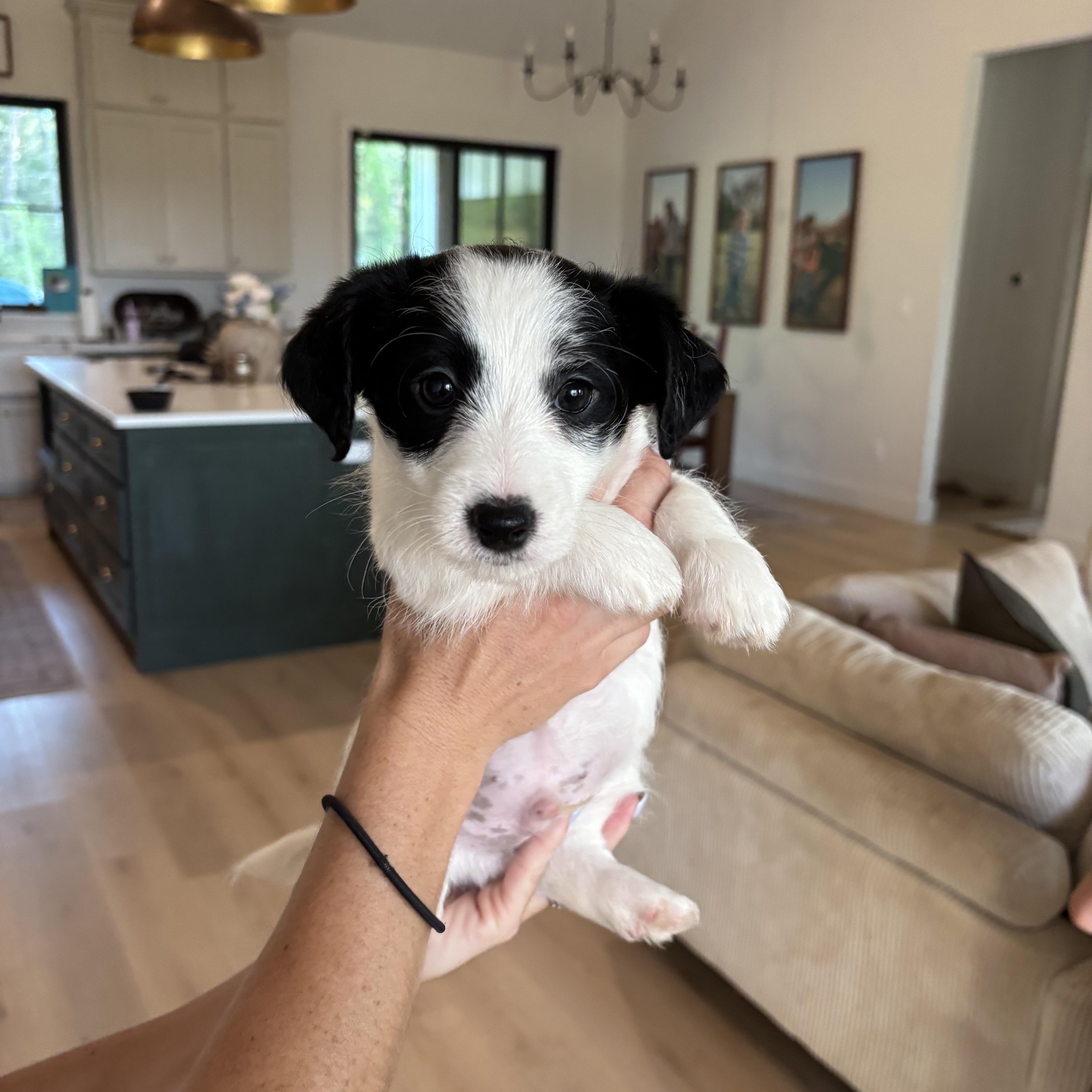 A baby small-sized male Black Dachshund (Long Haired) dog named Ozzy for adoption in Rowlett, TX