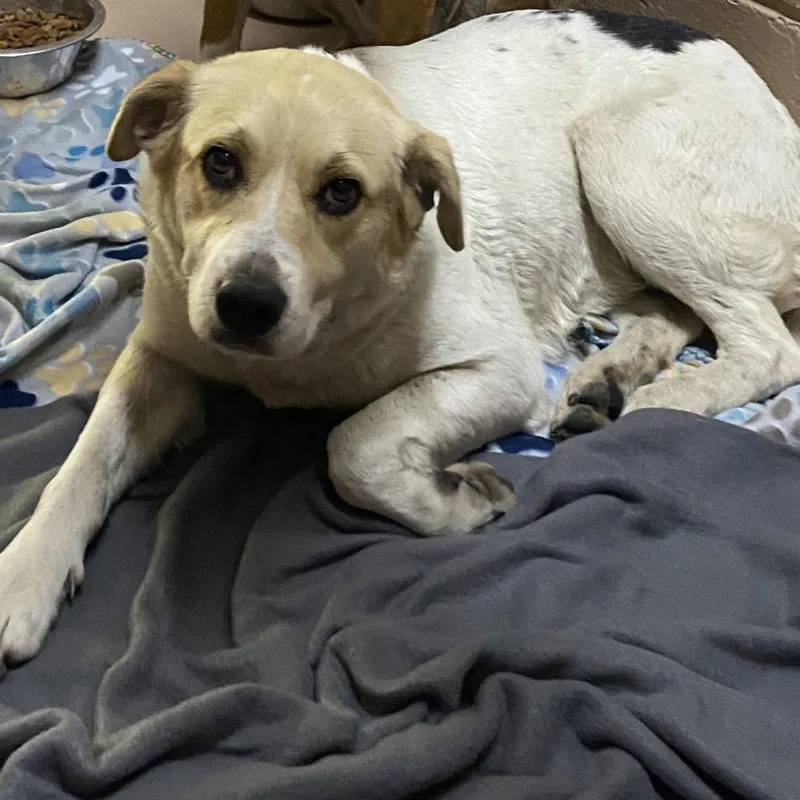 An adult large-sized female White / Cream Shepherd dog named Oasis for adoption in Caryville, TN