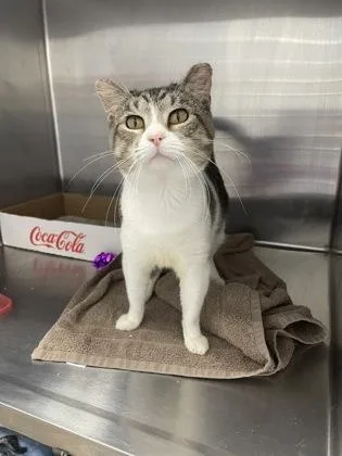 A young medium-sized male Tabby (Brown / Chocolate) Domestic Short Hair cat named Mercury for adoption in Georgetown, SC