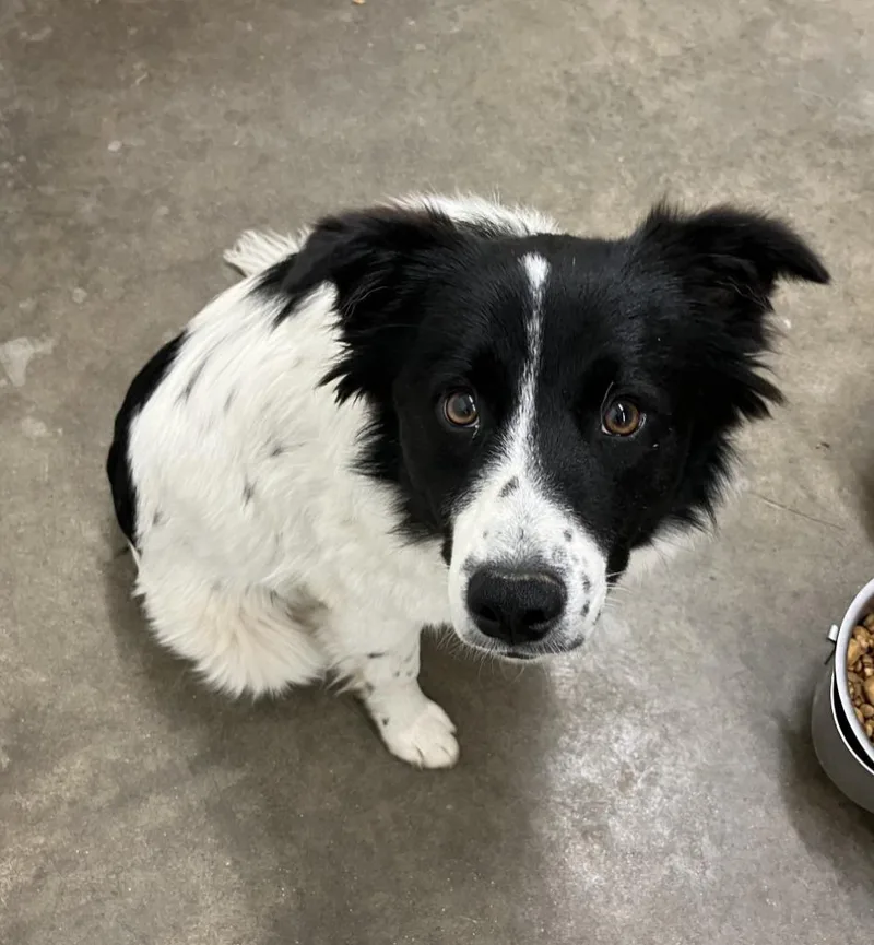 Josie