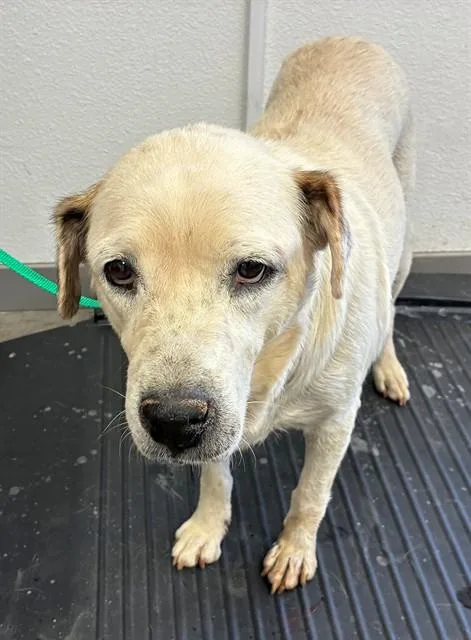 An adult large-sized female Labrador Retriever dog named Peaches for adoption in Mesa, AZ