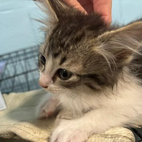 A baby small-sized female Black Domestic Short Hair cat named Sydney for adoption in Gordonsville, TN